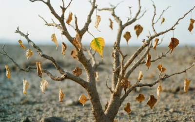 Jesse’s Life Tree: A New Chapter and a New Kind of Book